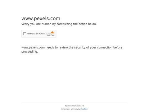 Pexels（免费图片和视频素材平台）